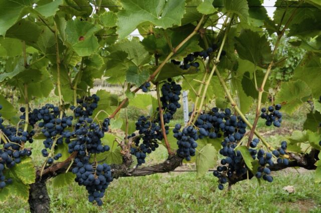 DSCF9491 Duży